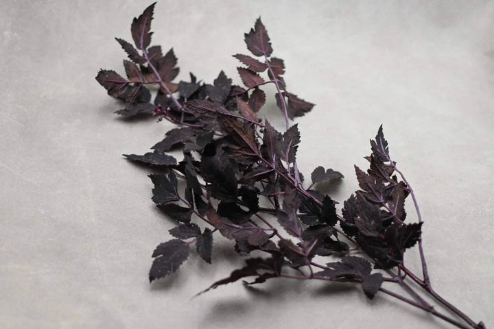 Autumn Ruscus Stem 31" - Maple Village Lane