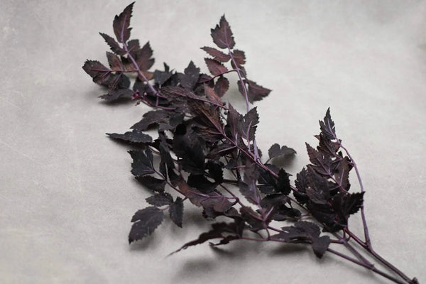 Autumn Ruscus Stem 31