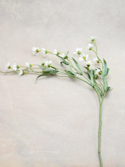 Wild Daisy Flowers - Maple Village Lane